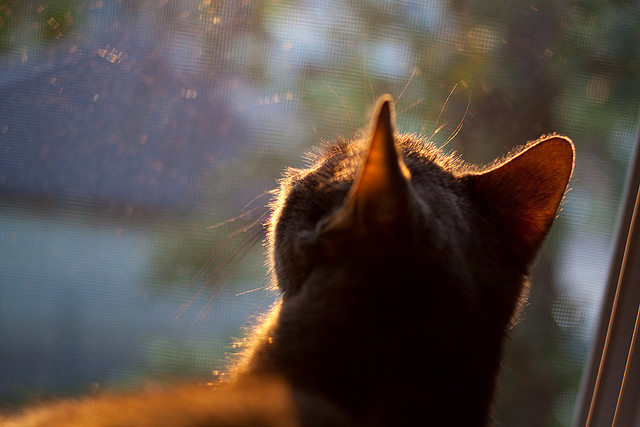 开云体育APP下载-现代中锋的胜利！约基奇神级策应撕碎快船防线，开拓者找到争冠密钥？
